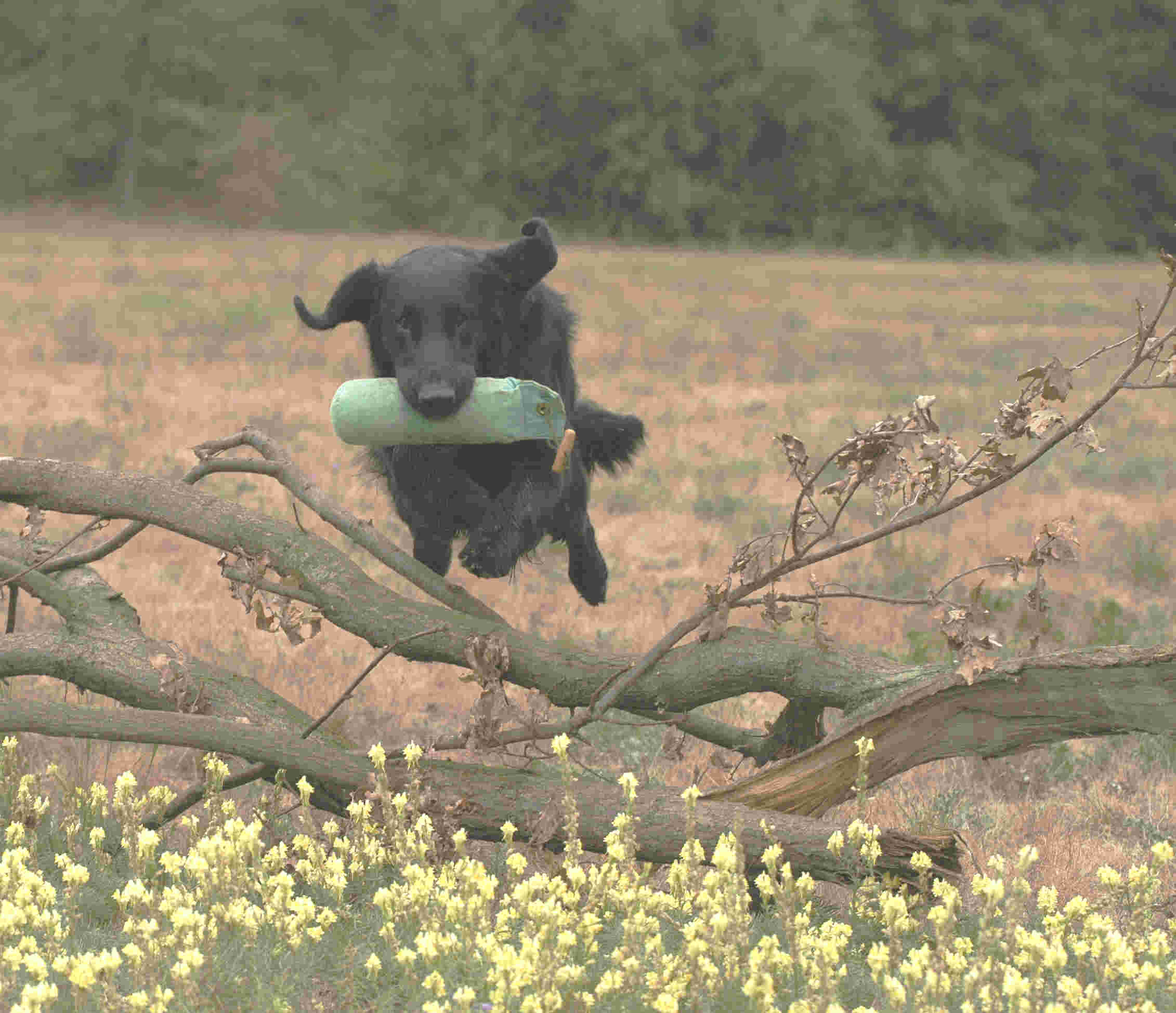 Candy in Action