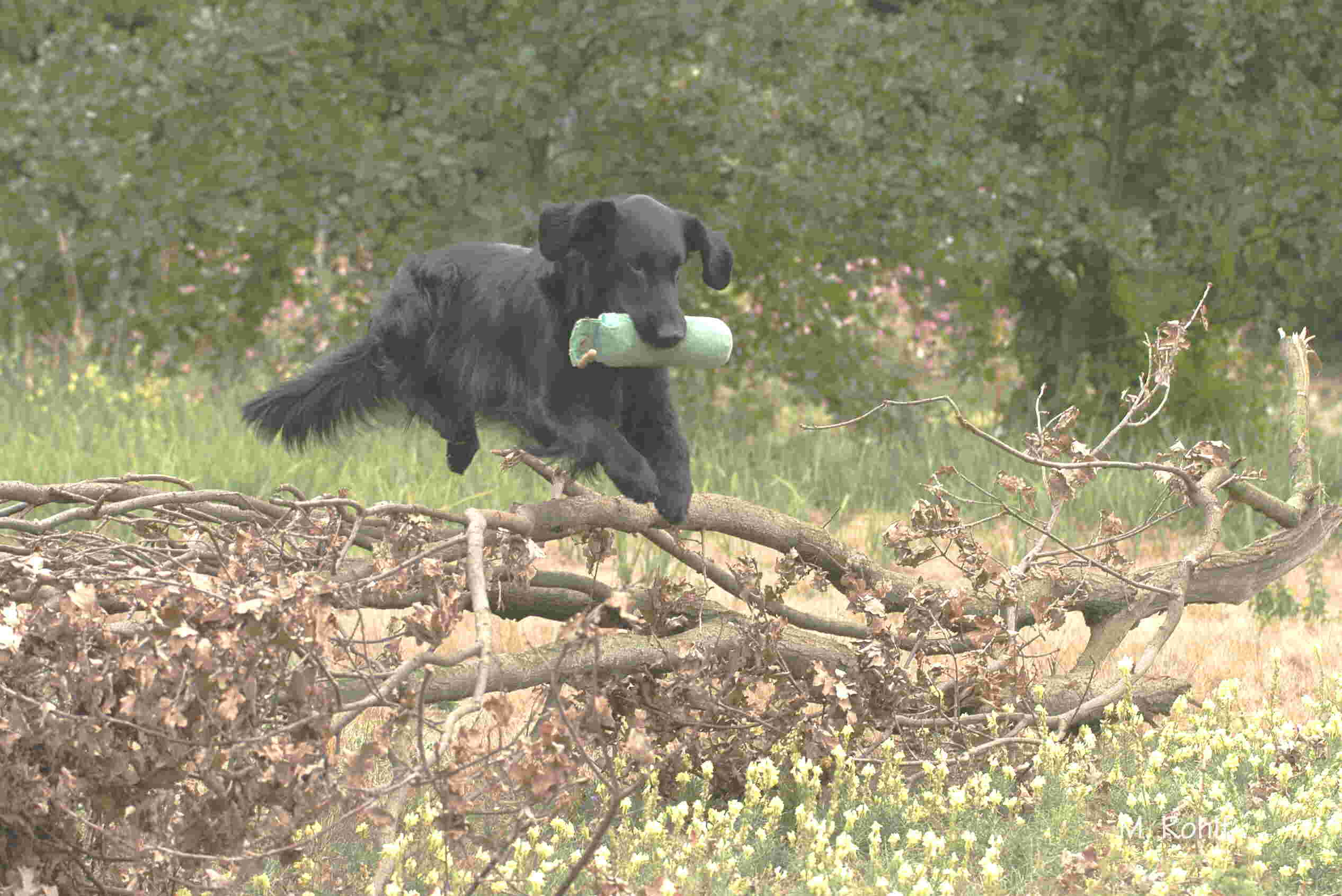 Candy in Action 2