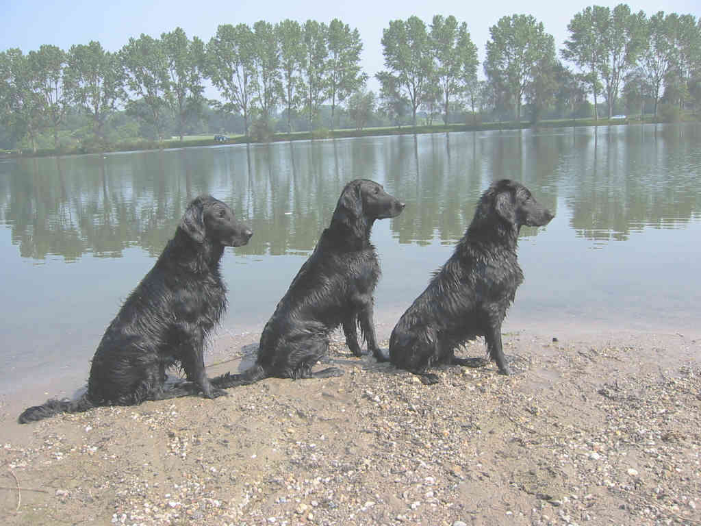 Seehunde?
