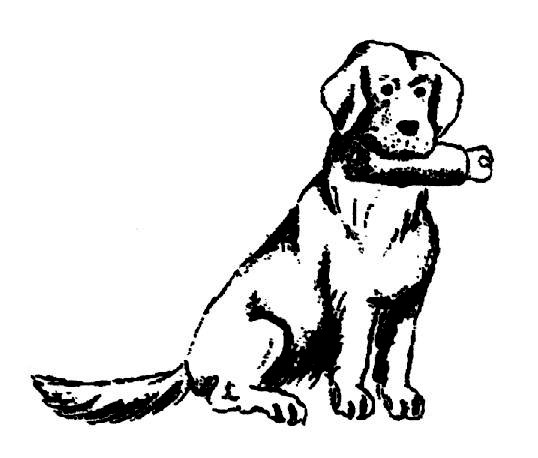 Dummydog